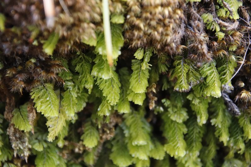 Hymenophyllum capense, photographed by Tony Rebelo