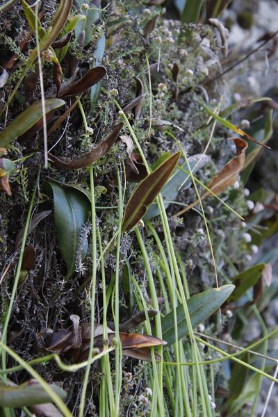 Elaphoglossum conforme, photographed by Tony Rebelo