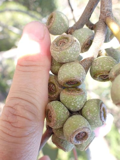 Eucalyptus baxteri, photographed by Peter Crowcroft