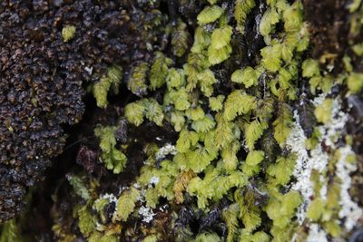 Hymenophyllum capense, photographed by Tony Rebelo
