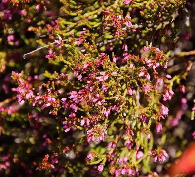 Erica equisetifolia, photographed by Tony Rebelo