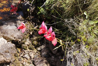 Disa uniflora, photographed by Tony Rebelo