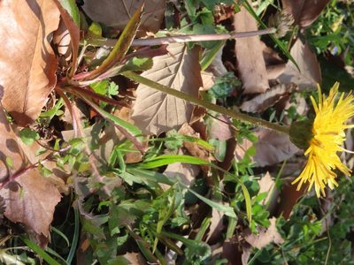 Taraxacum platycarpum, photographed by mami_t_t