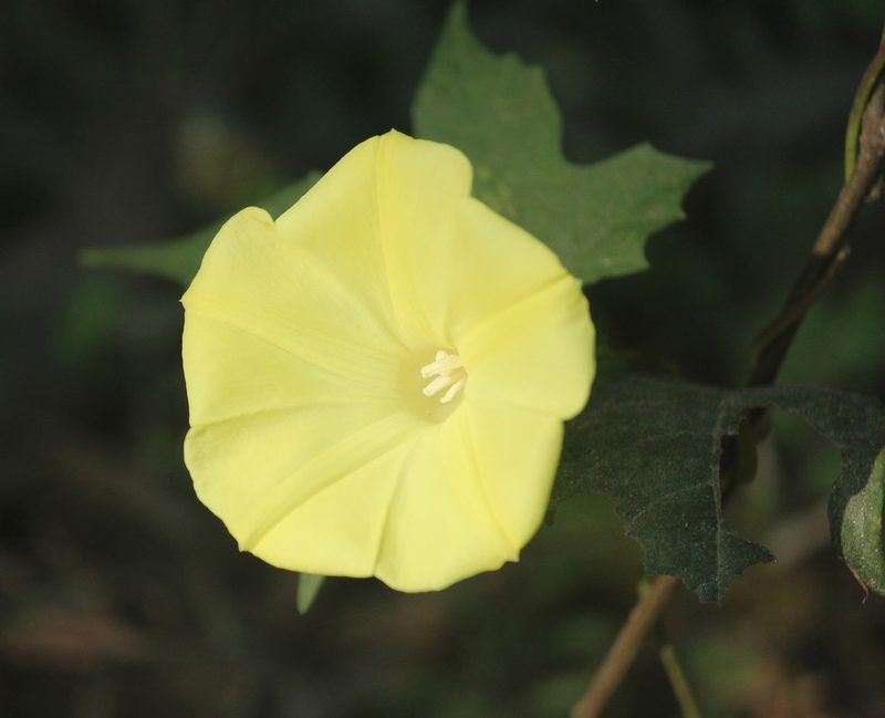 Distimake vitifolius, photographed by Haneesh K M