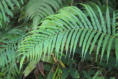Blechnopsis orientalis, photographed by Haneesh K M