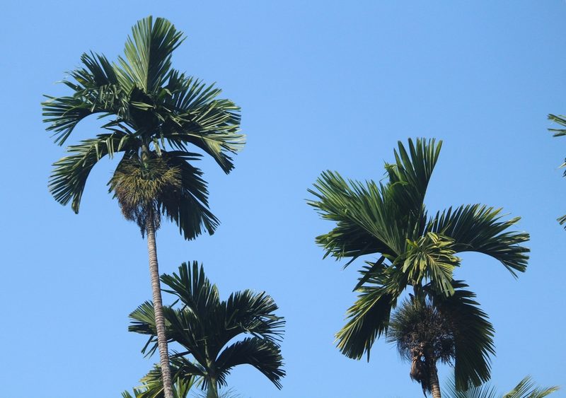 Areca catechu, photographed by Haneesh K M