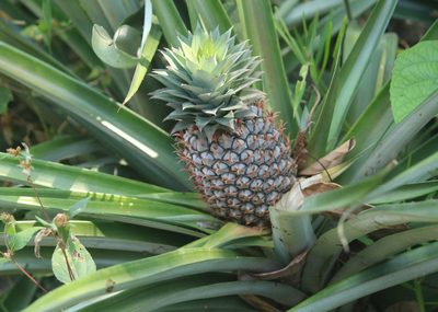 Ananas comosus