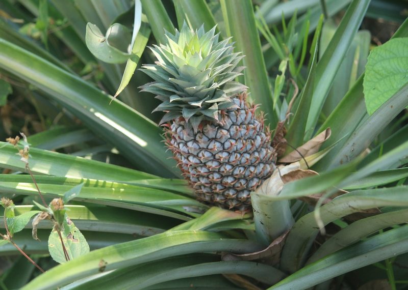 Ananas comosus, photographed by Haneesh K M