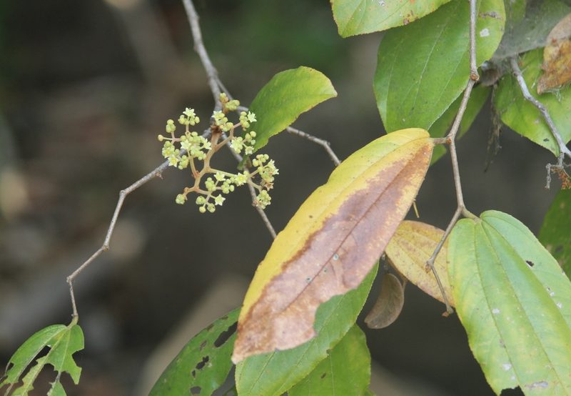 Ziziphus rugosa, photographed by Haneesh K M