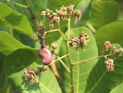 Anacardium occidentale, photographed by Haneesh K M