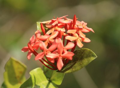 Ixora coccinea, photographed by Haneesh K M