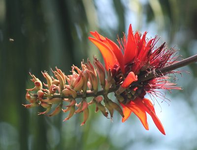 Erythrina variegata