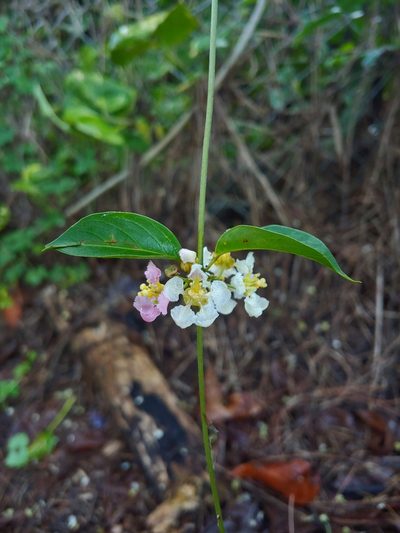 Banisteriopsis caapi, photographed by Kurt Miller