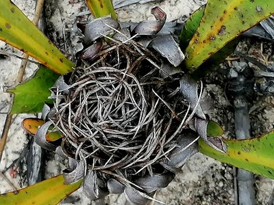 Protea acaulos, photographed by flamelily
