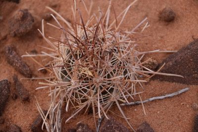 Sclerocactus parviflorus, photographed by Mitch Van Dyke