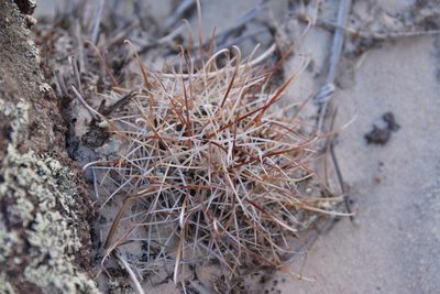 Sclerocactus parviflorus, photographed by Mitch Van Dyke