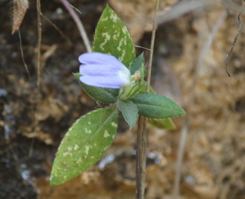 Cynarospermum asperrimum, photographed by Haneesh K M