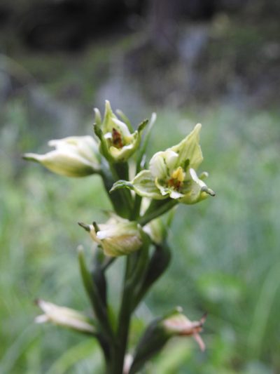 Gavilea australis, photographed by María Regina Silva