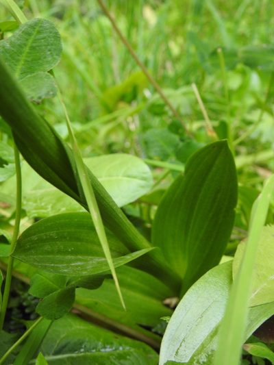 Gavilea australis, photographed by María Regina Silva