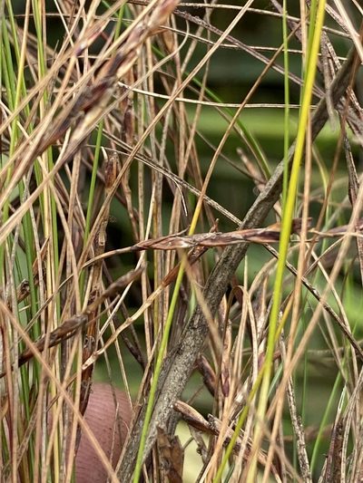 Ficinia angustifolia, photographed by Dave U