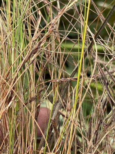 Ficinia angustifolia, photographed by Dave U