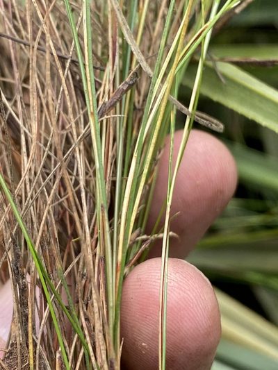 Ficinia angustifolia, photographed by Dave U