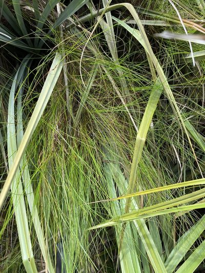 Ficinia angustifolia, photographed by Dave U