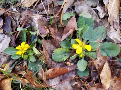 Chrysogonum virginianum, photographed by Leila Dasher