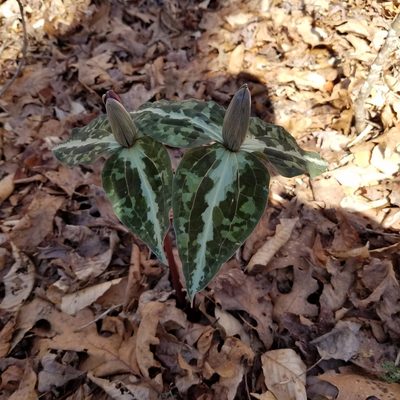 Trillium decipiens, photographed by Leila Dasher