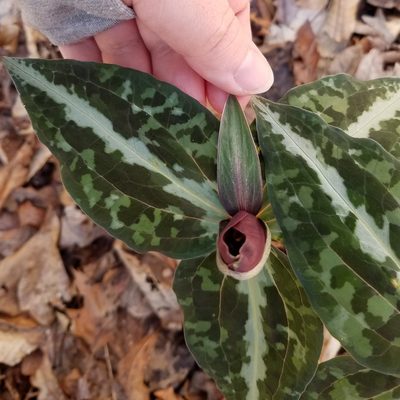 Trillium decipiens, photographed by Leila Dasher