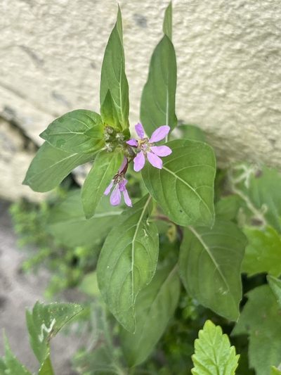 Cuphea strigulosa, photographed by Elliot Greiner