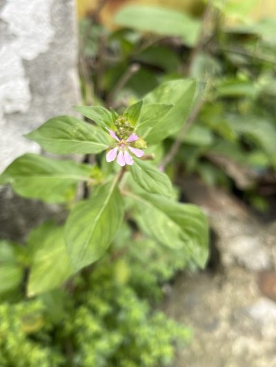 Cuphea strigulosa, photographed by Elliot Greiner