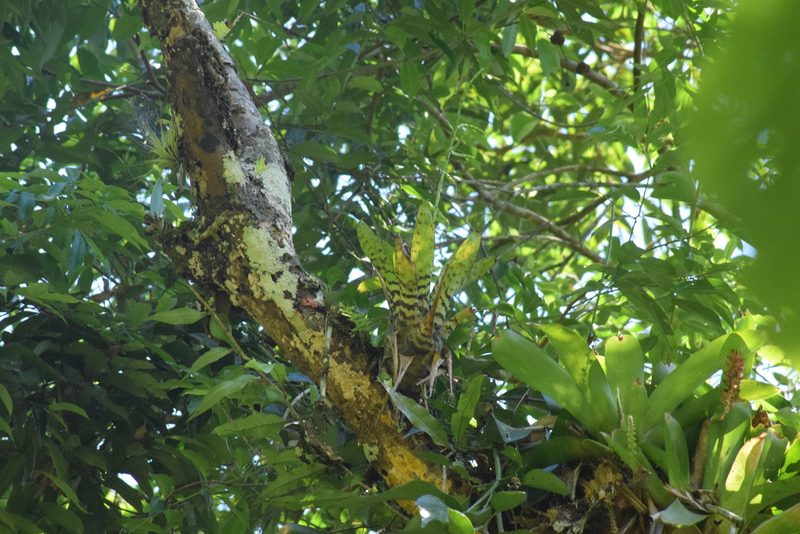 Racinaea spiculosa, photographed by Cajá-manga