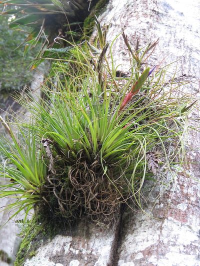Tillandsia tricolor, photographed by Sobeida Morales