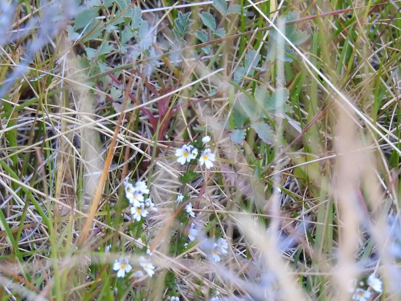 Euphrasia officinalis, photographed by María Regina Silva