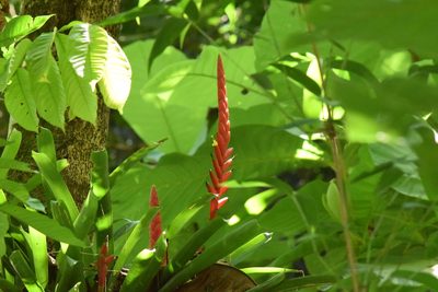 Vriesea ensiformis, photographed by Cajá-manga