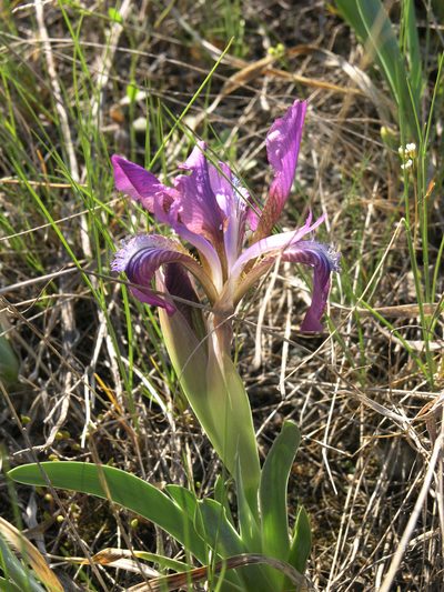 Iris glaucescens, photographed by Oleg Kosterin
