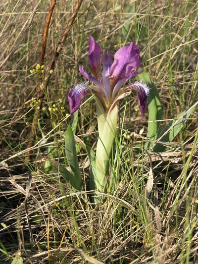 Iris glaucescens, photographed by Oleg Kosterin