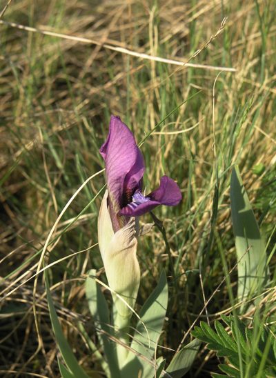Iris glaucescens, photographed by Oleg Kosterin