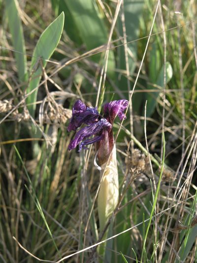 Iris glaucescens, photographed by Oleg Kosterin