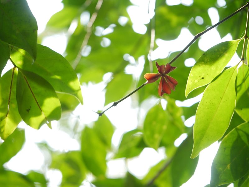 Euonymus indicus, photographed by Dinesh Valke