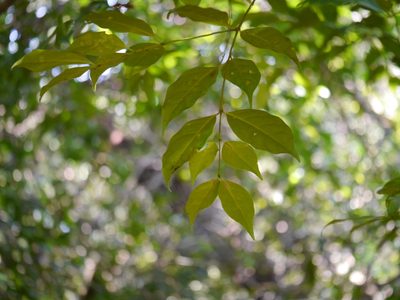 Euonymus indicus, photographed by Dinesh Valke