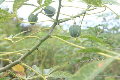 Manihot esculenta, photographed by Brian Oakes Haiti Hunter