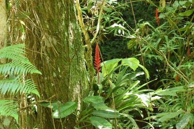 Vriesea ensiformis, photographed by Cajá-manga