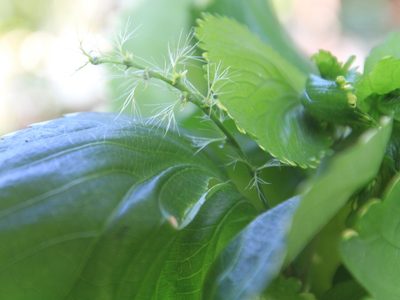 Acalypha wilkesiana