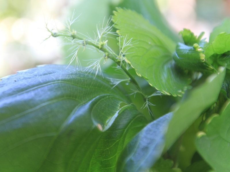 Acalypha wilkesiana, photographed by Brian Oakes Haiti Hunter