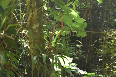 Vriesea ensiformis, photographed by Cajá-manga