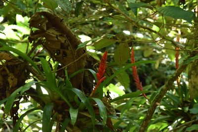 Vriesea ensiformis, photographed by Cajá-manga