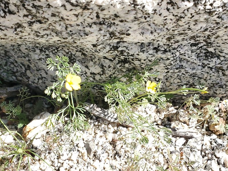Eschscholzia parishii, photographed by Craig Martin