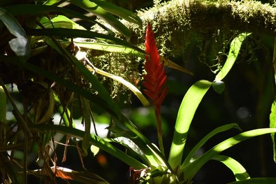 Vriesea ensiformis, photographed by Cajá-manga